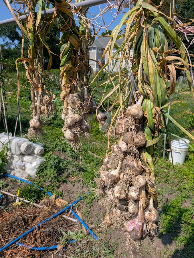 2026 Garlic