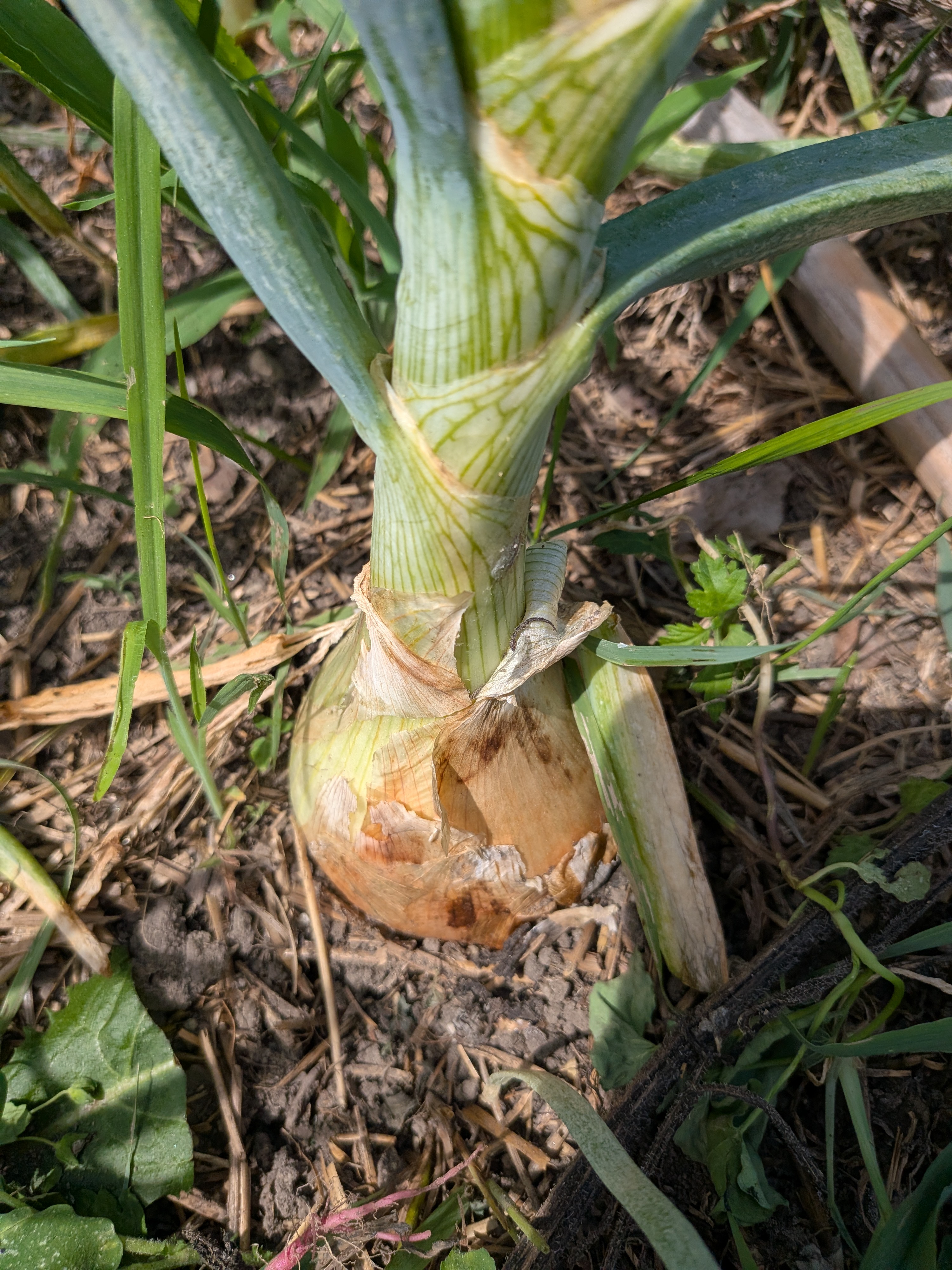 2026 Onion