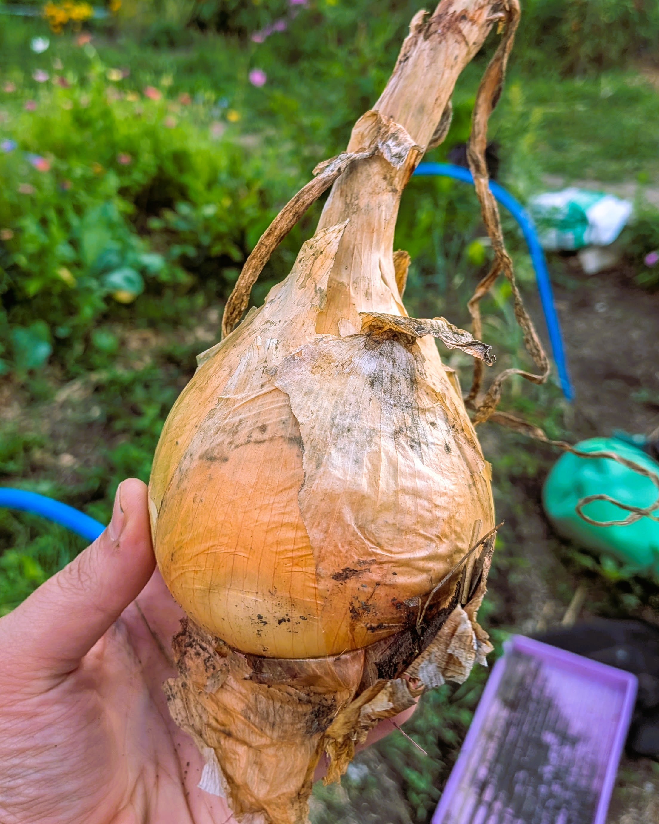 Ailsa Craig Onion