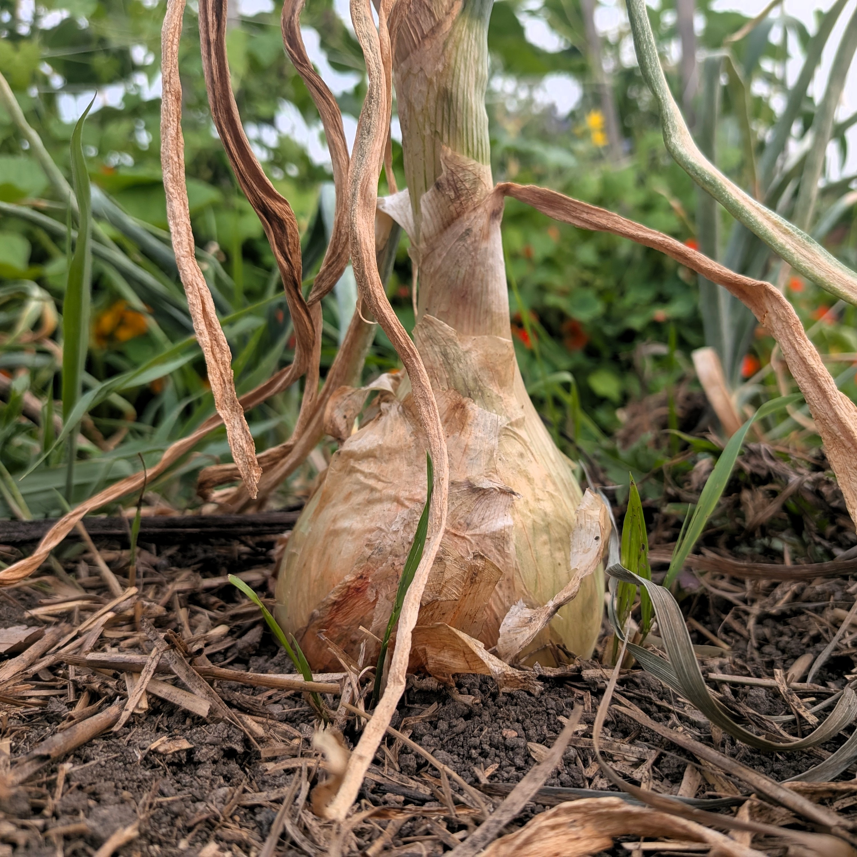Ailsa Craig Onion in the Ground