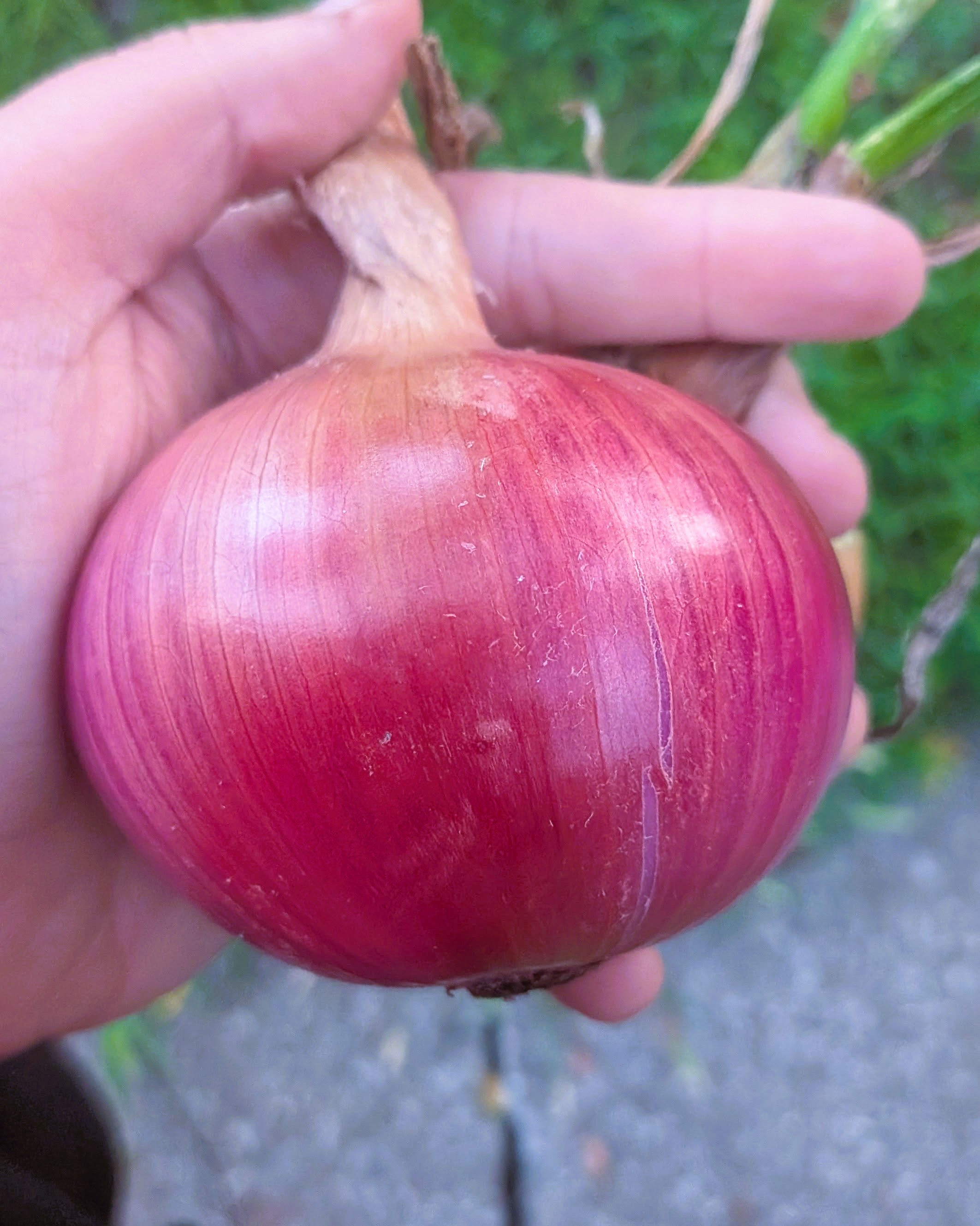 Blush Onion