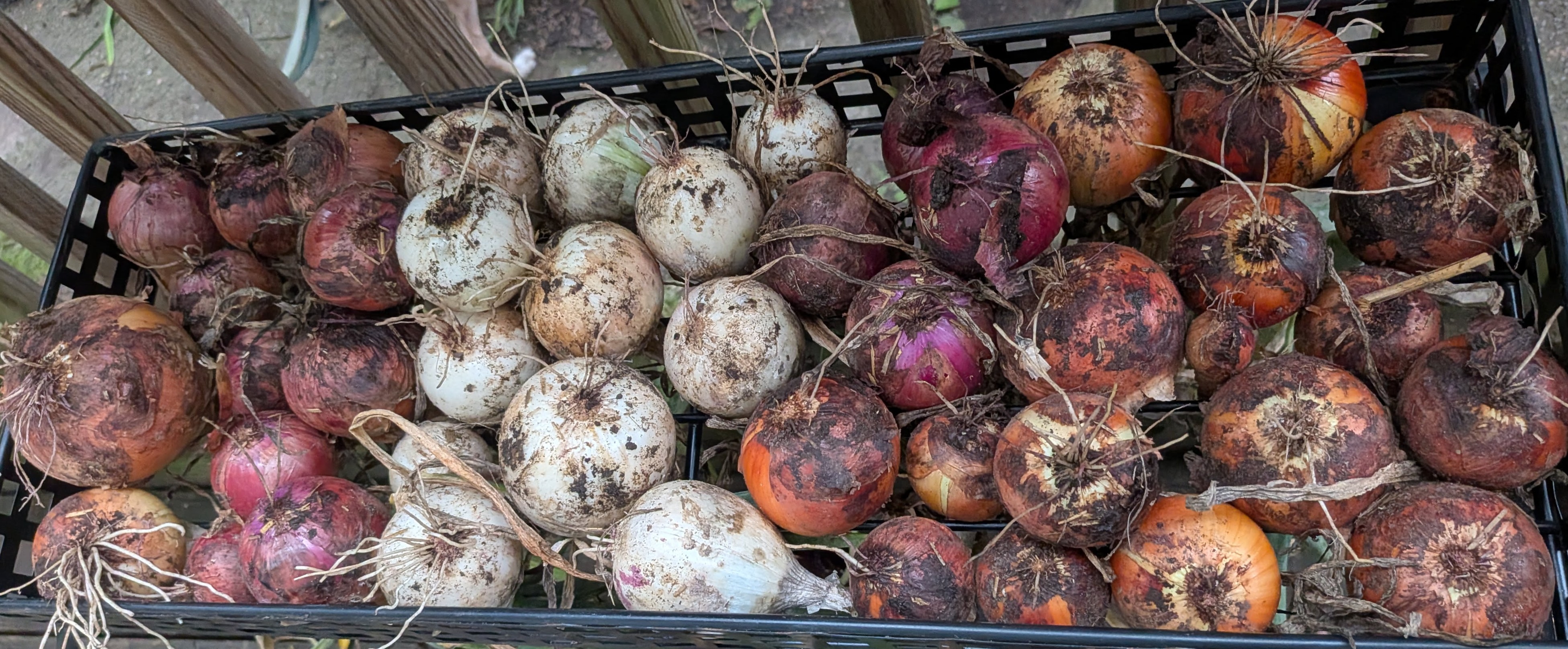 Onions Curing