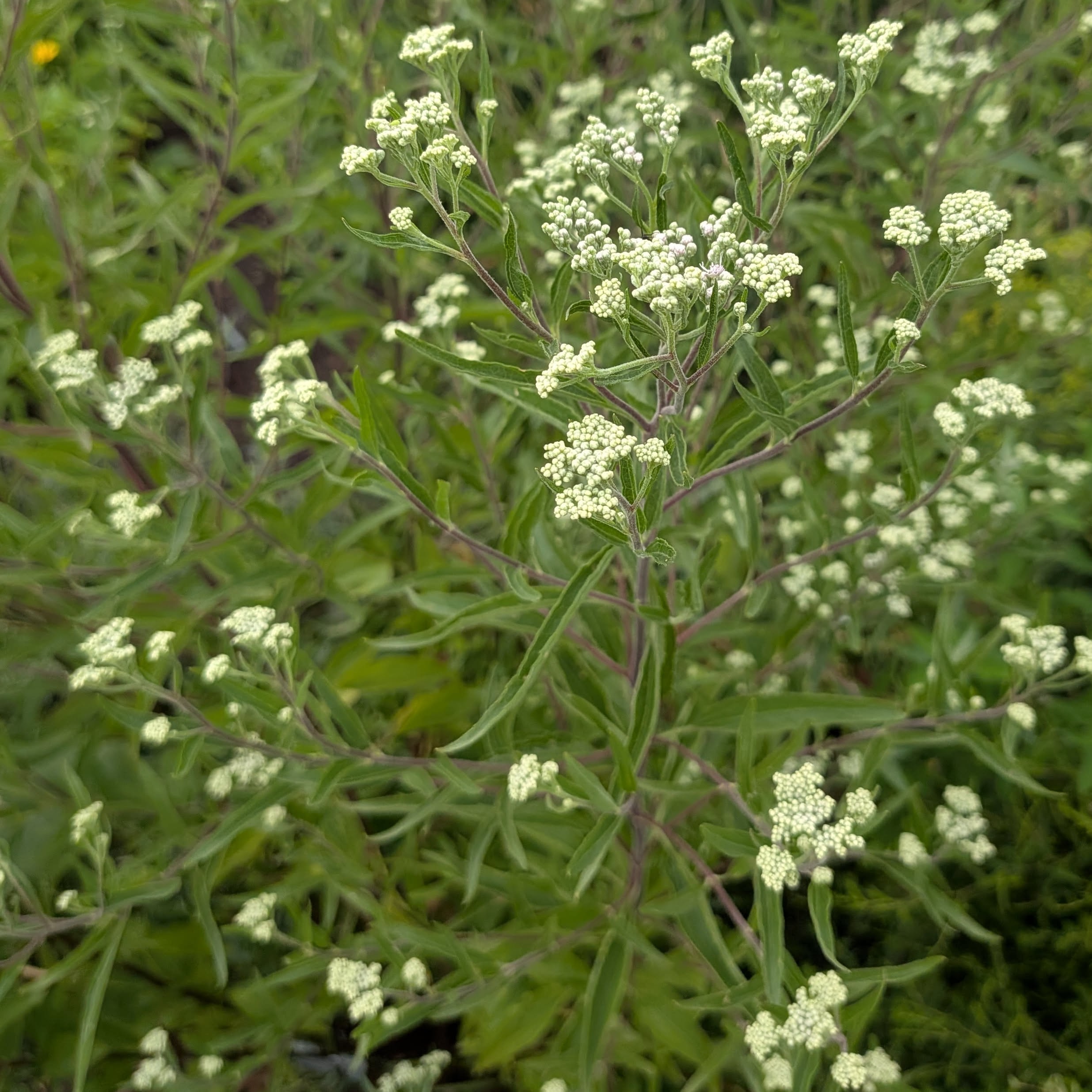 Boneset