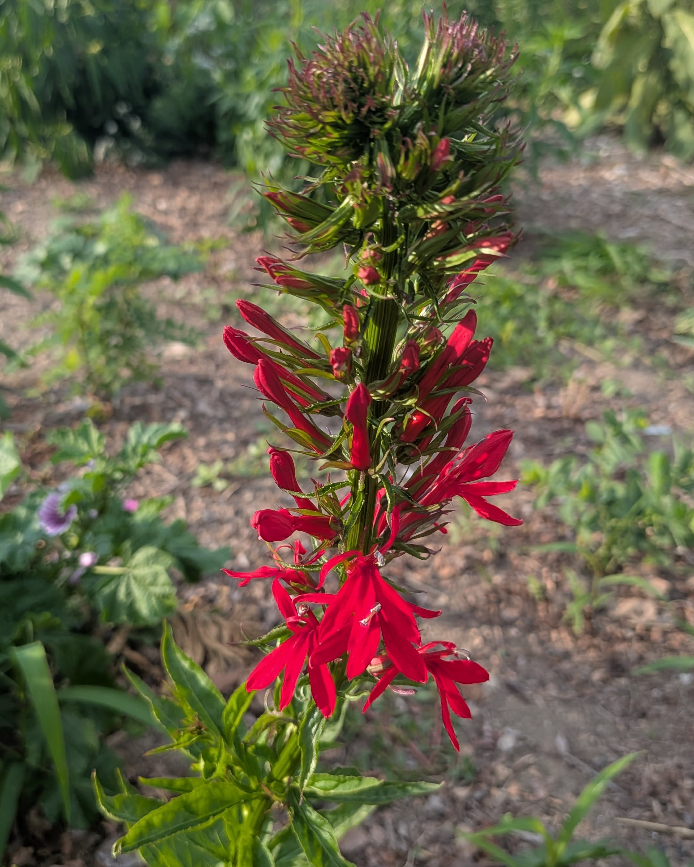 Cardinal Flower