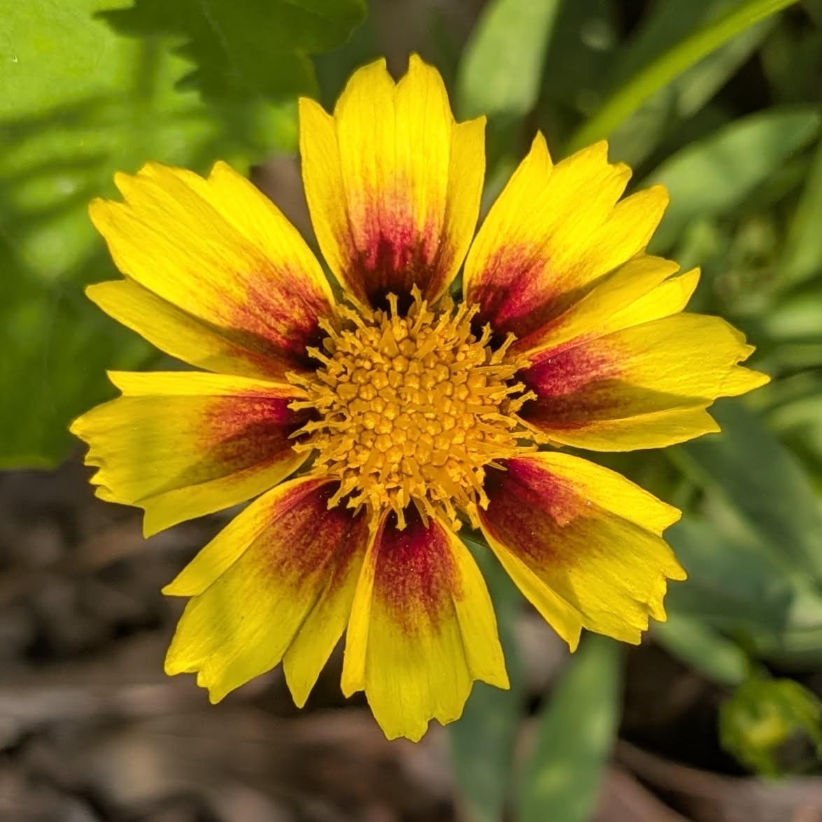 Coreopsis