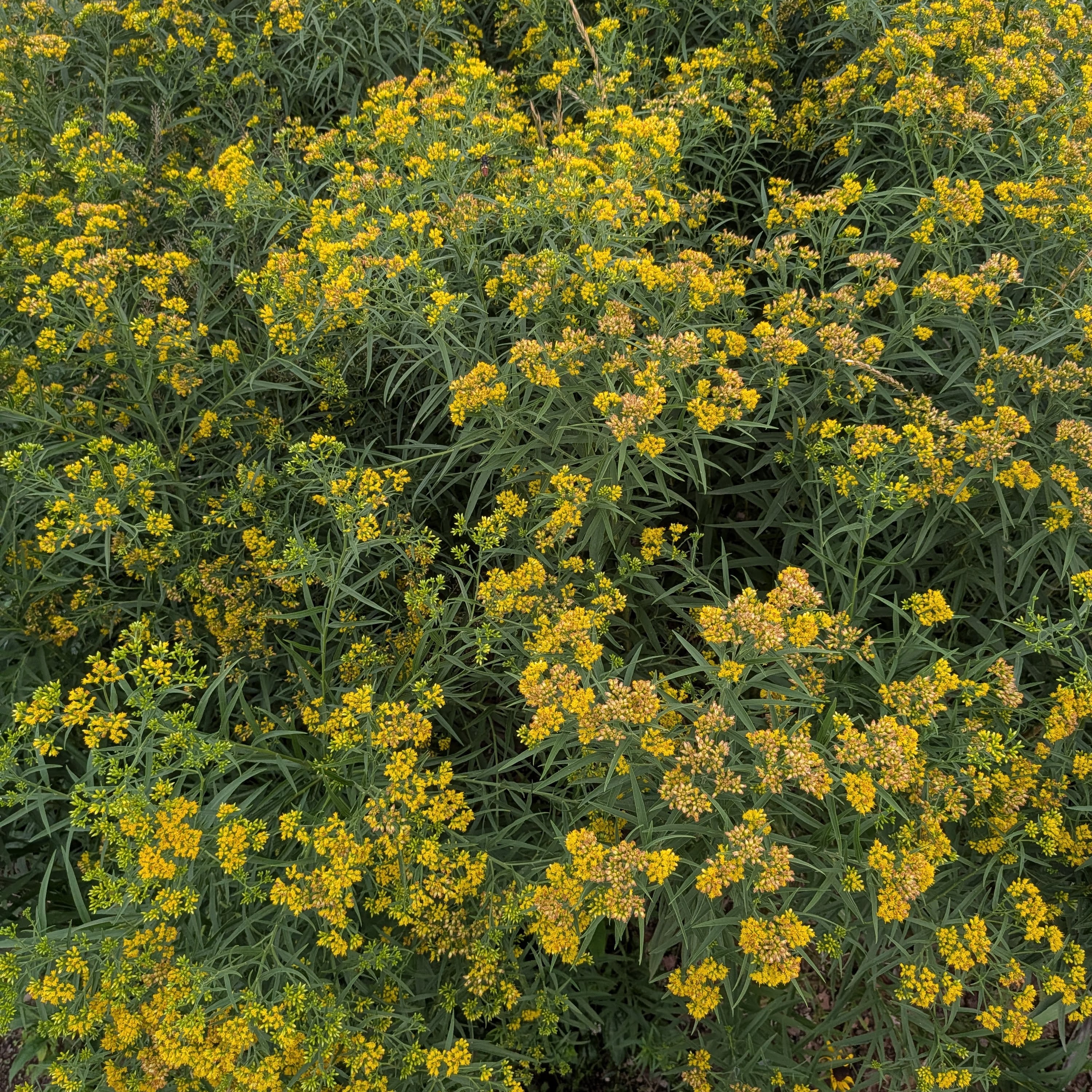 GoldenRod