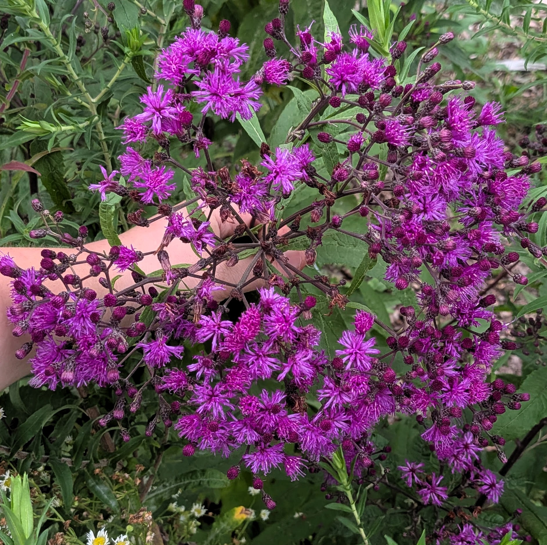 Ironweed