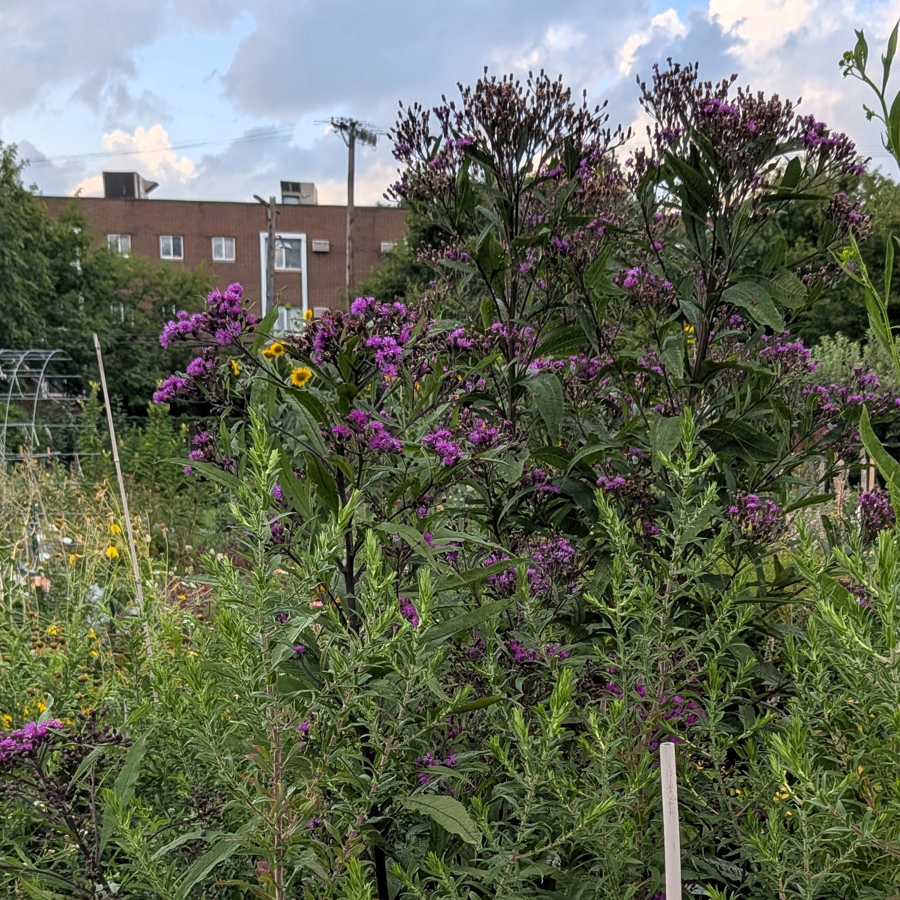 Giant Ironweed