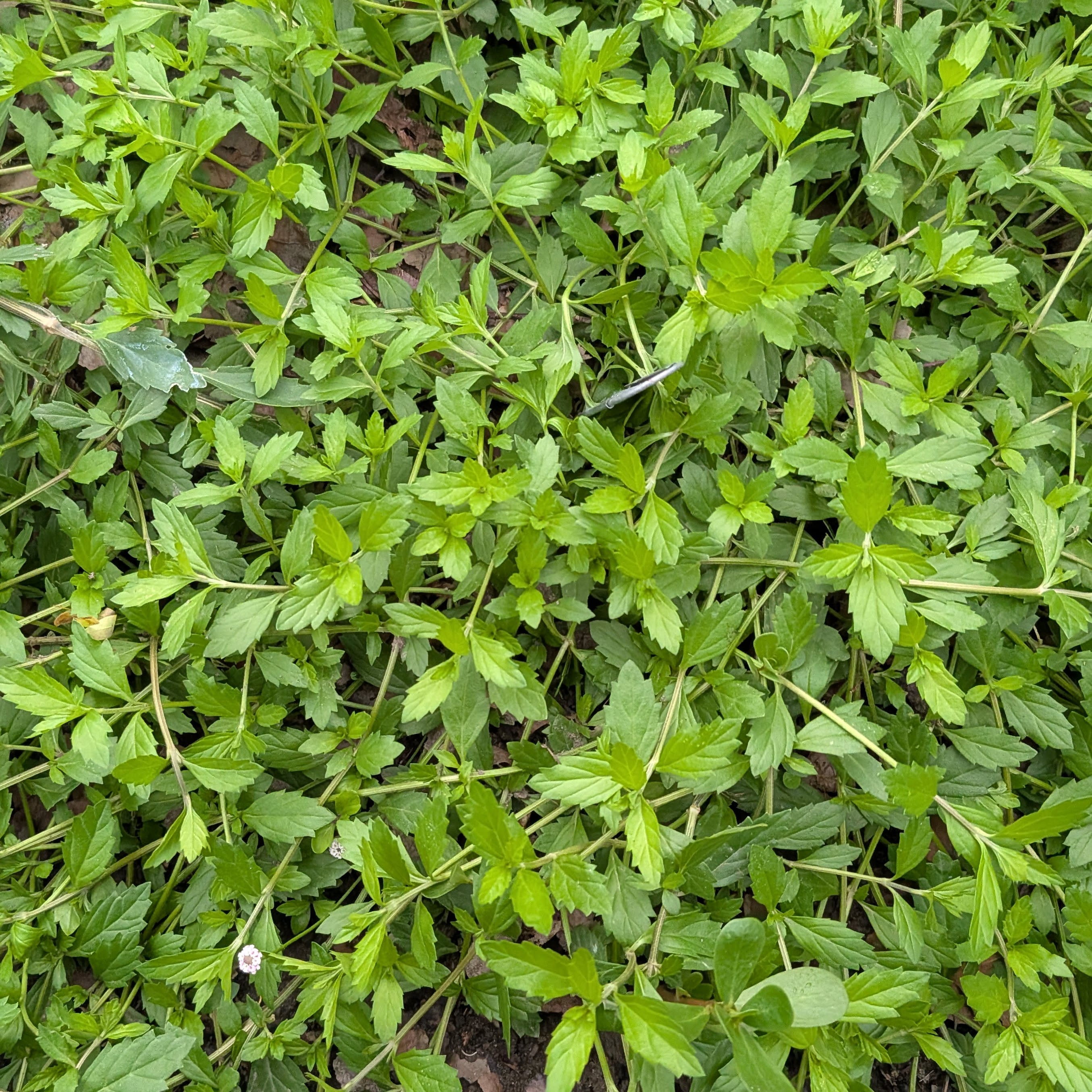 Lance Leaf Fog Fruit