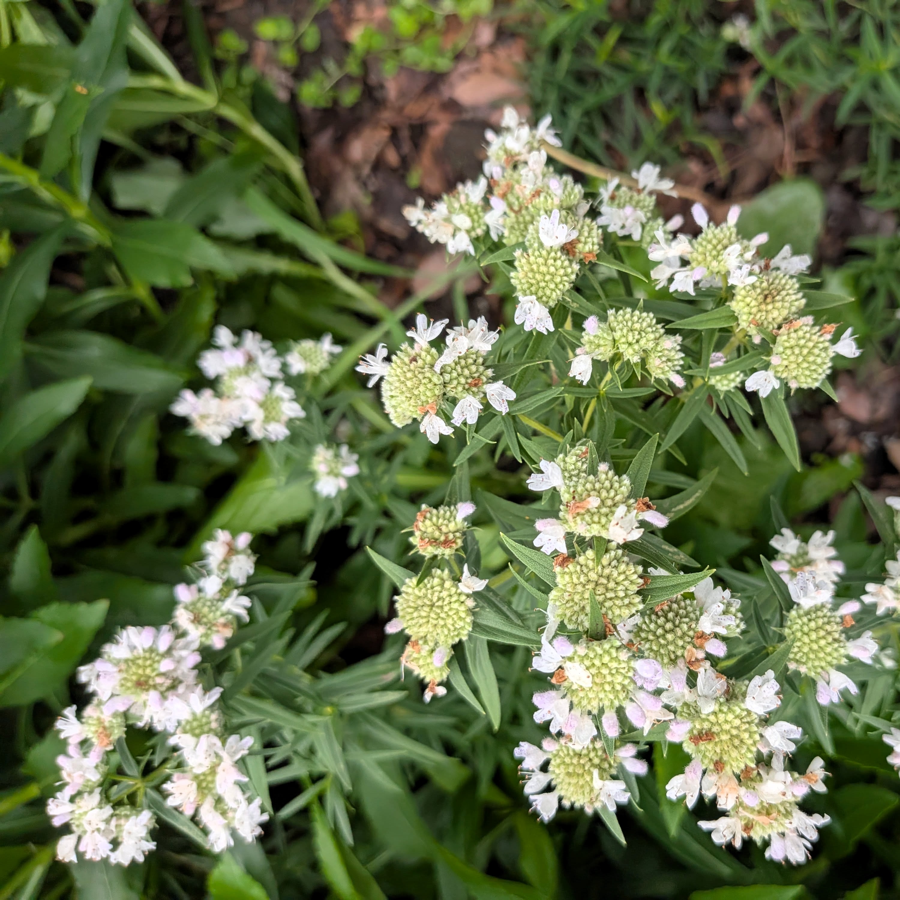 Mountain Mint
