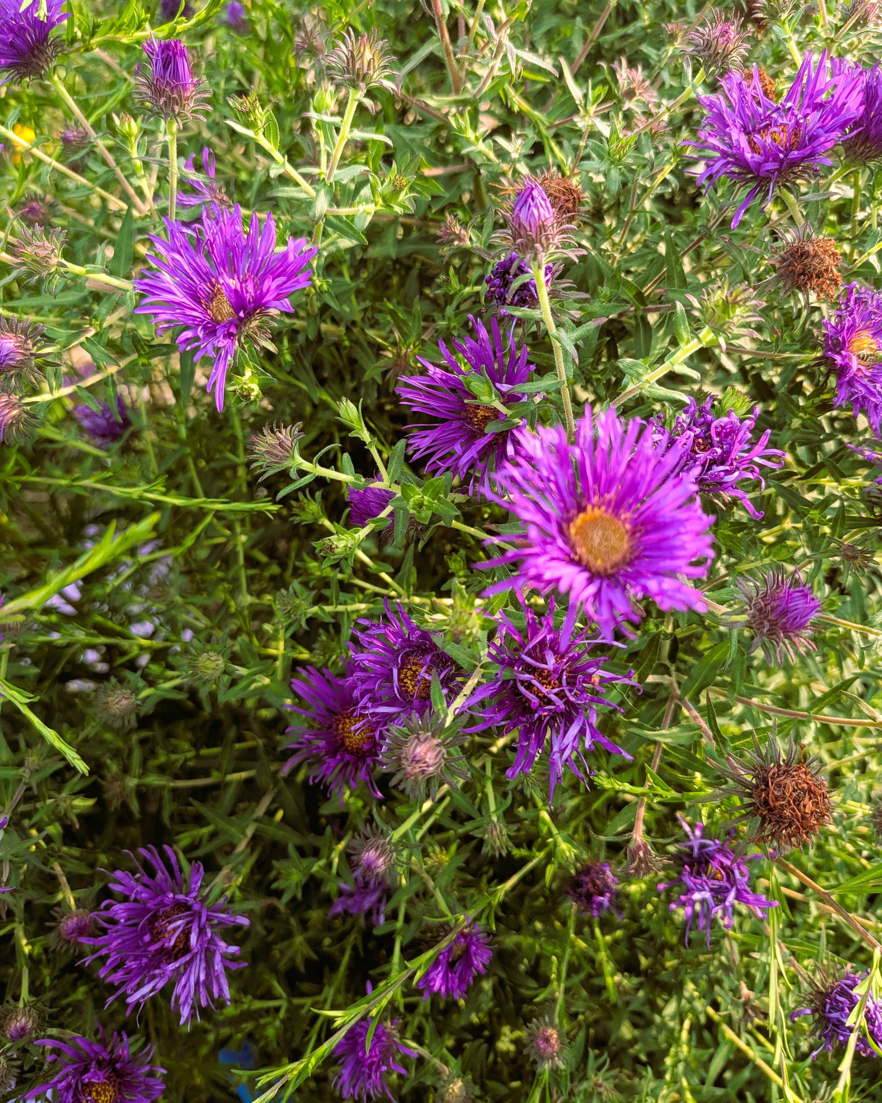 New England Aster