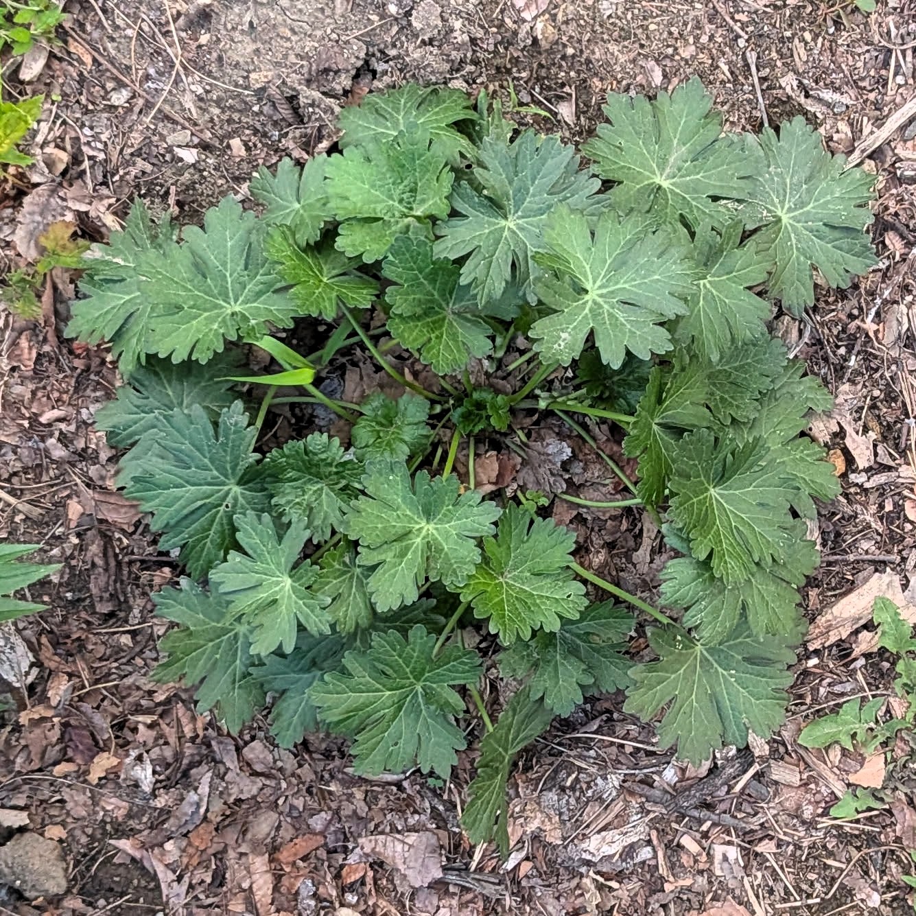 Purple Poppy Mallow