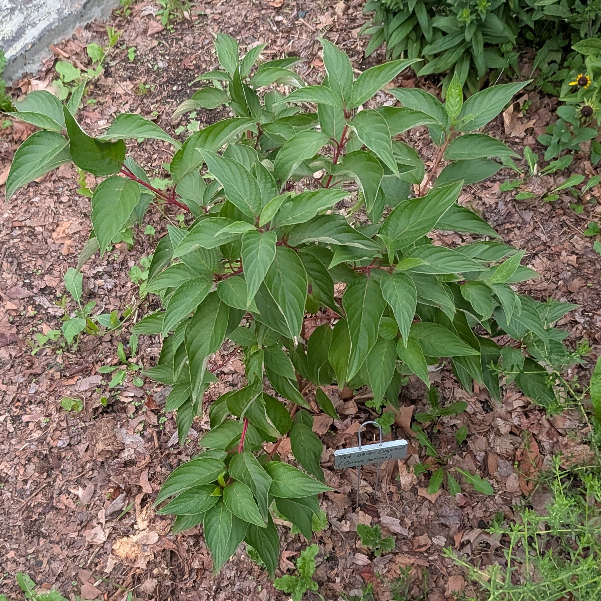 Red Osier Dogwood