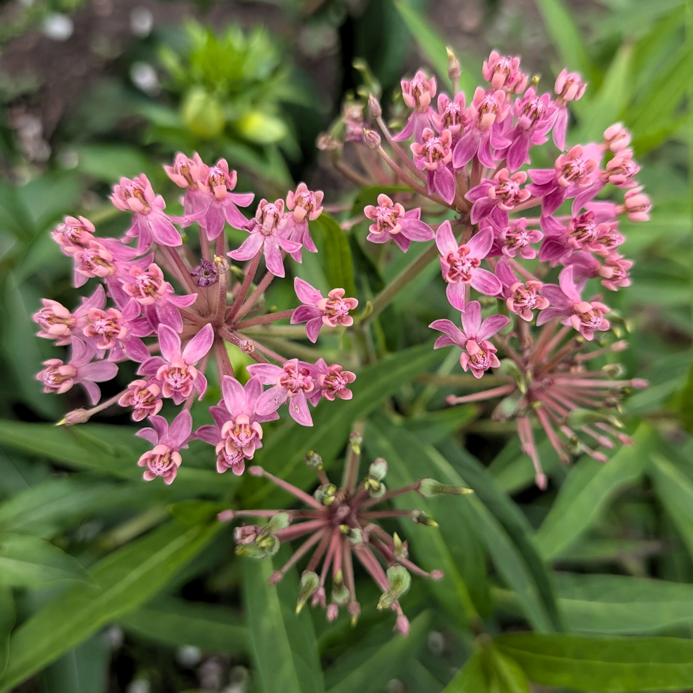 Red Swamp Milkweed