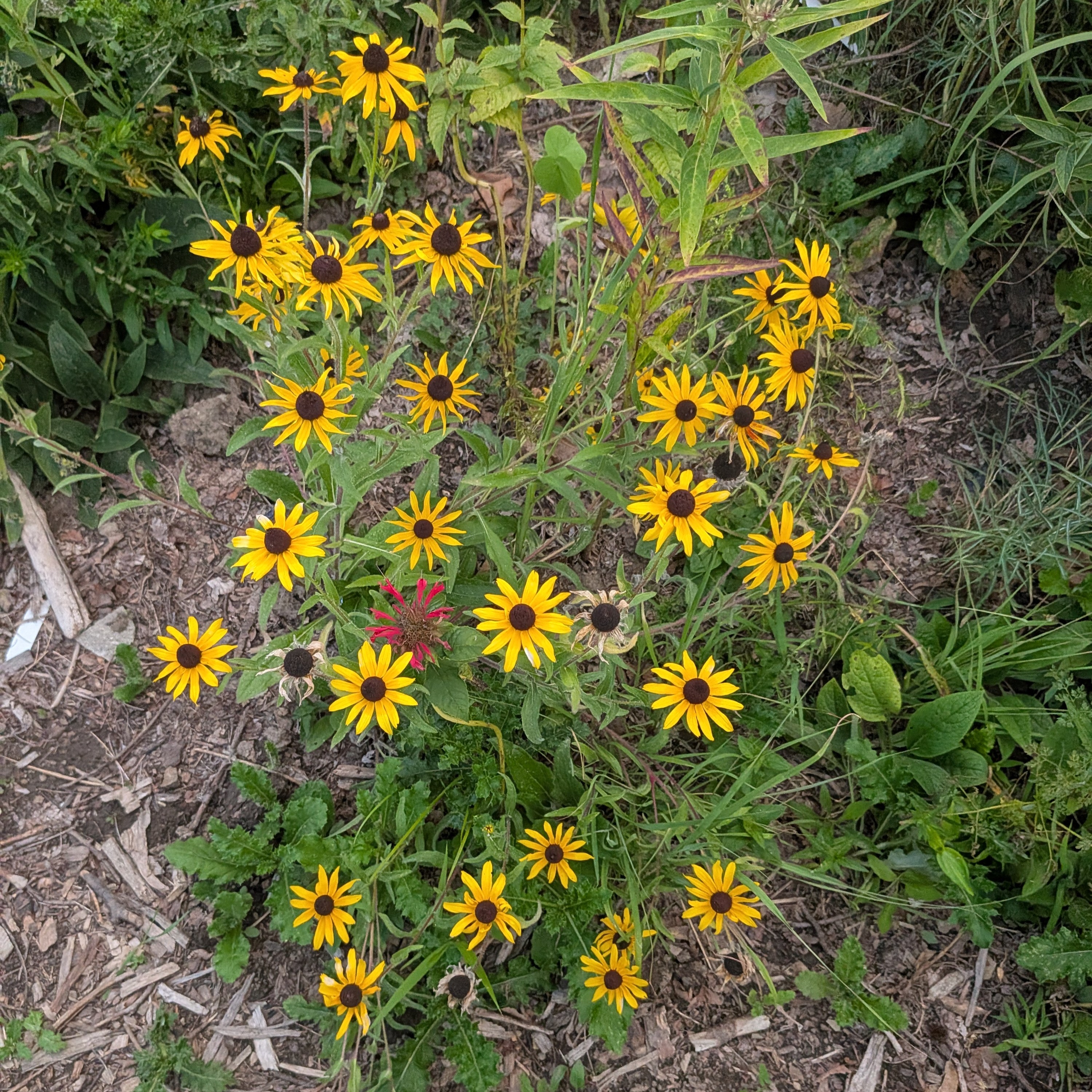 Rudbeckia