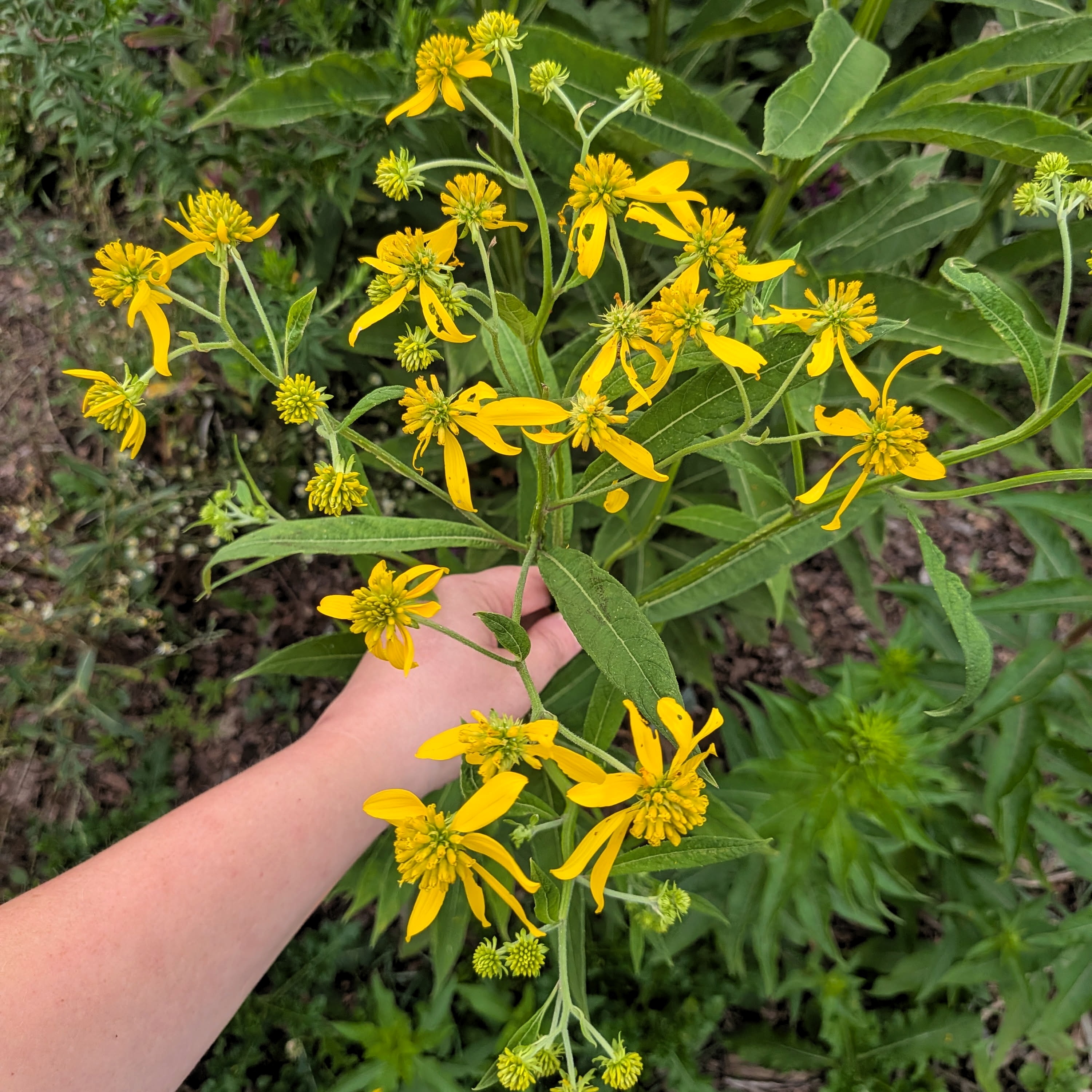 Wingstem